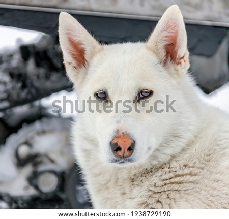 Portrait of  Siberian hunting dog or laika on the background of  snowmobile caterpillar. The light fawn West Siberian husky looks wise and tired. Kamchatka.
