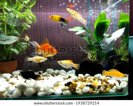 Beautiful fish tank, fish Small  in clear water 