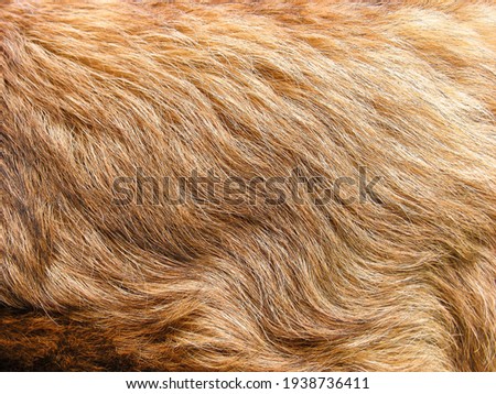 natural gold hair of an animal in the background close-up, leonberger long fur Royalty-Free Stock Photo #1938736411