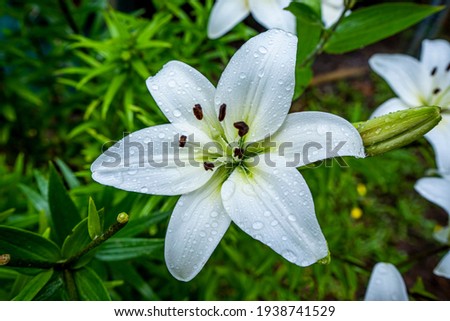 Close up of lily flower with drops after rain on the nature. Outdoor garden.