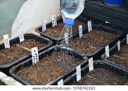 Plastic bottle with holes in the bottle cap watering the seed boxes in a tight