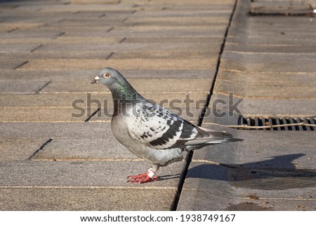 Pigeon standing on pedestrian zone in North-German city of Wolfsburg