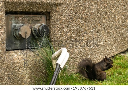 A squirrel and an auto-sprinkler