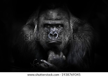 A gorilla male with powerful shoulders, large shoulders and a disgruntled look calmly looks assessing an opponent Royalty-Free Stock Photo #1938769345