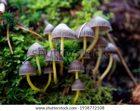 Group of psilocybin mushrooms  growing on the forest moss. Known as magic mushrooms, commonly as shrooms, are a polyphyletic, informal group of fungi that contain psilocybin which turns into psilocin. Royalty-Free Stock Photo #1938772108