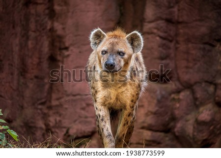 Spotted hyena at the zoo
