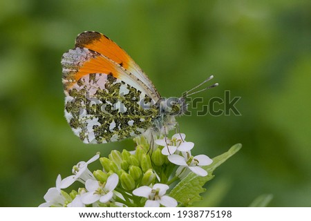 Close up of Anthocharis cardamines Orange-tip diurnal butterfly male with orange tip visible and patched brown green underwing with closed wings sitting on top of flowering from Alliaria petiolata Royalty-Free Stock Photo #1938775198