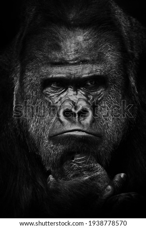 Heavy gaze of strong dominant male gorilla, face close up, black and white photo Royalty-Free Stock Photo #1938778570