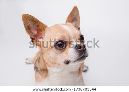 Portraite of cute puppy chihuahua on white background. Little smiling dog.