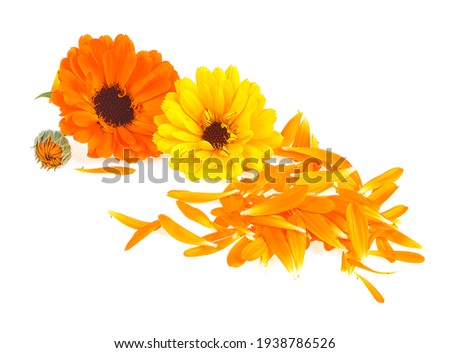 Marigold flowers with petals isolated on a white background. Calendula.