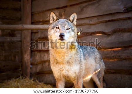Close-up portrait of she-wolf in animal rehabilitation center