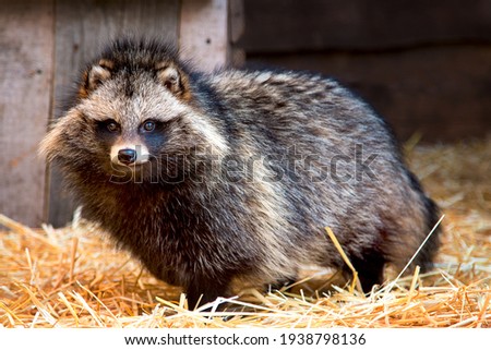 Close-up portrait of a raccoon dog at a wildlife shelter in an aviary on a straw bed
