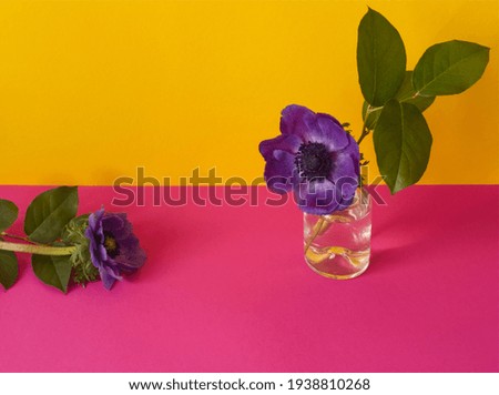 Spring flower: purple anemone in glass bottle on colorful background. Creative, elegante flowers concept. Minimalism aesthetic. Floral card layout or mockup, copy space. Purple flower with green leaf