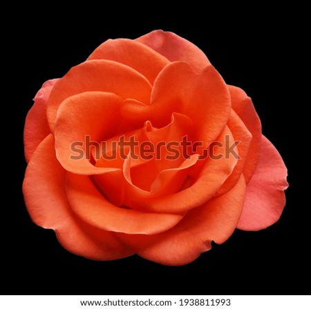 Close-up rose flower on black background 
