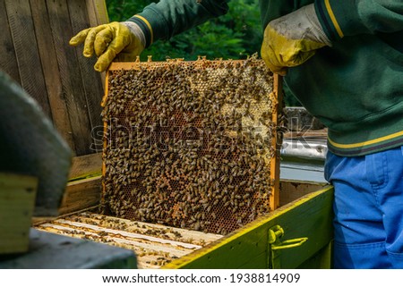 Beekeeper farmer working on his beehives in the prosses of checking boxes with bees and collecting honey. Local family business in organic food industries. 