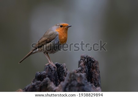 European Robin (Erithacus rubecula) on a tree trunk in the forest of Overijssel in the Netherlands. 