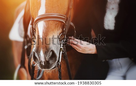  A woman in a horsewoman's costume adjusts the straps on the bridle worn on the muzzle of a sorrel horse with a white spot on its forehead, which is illuminated by bright sunlight. Equestrian sports. Royalty-Free Stock Photo #1938830305