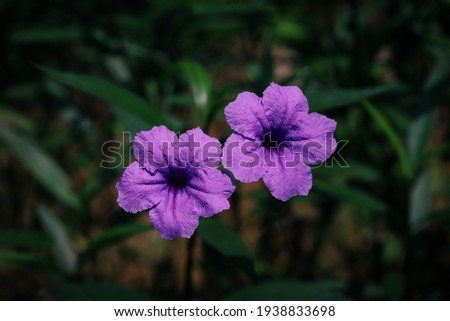 A Couple of Ruellia flower with leaves background