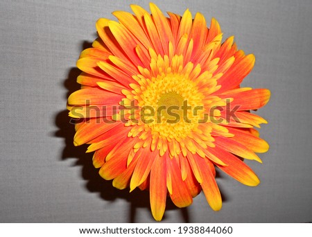 Orange Gerbera daisy flower, isolated, closeup from above