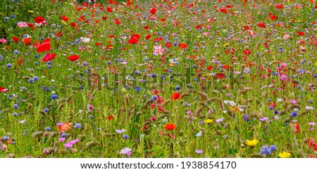 Multicolored flowering summer meadow with red pink poppy flowers, blue cornflowers. Summer nature background with beautiful flowers.  Wild blossoms field.