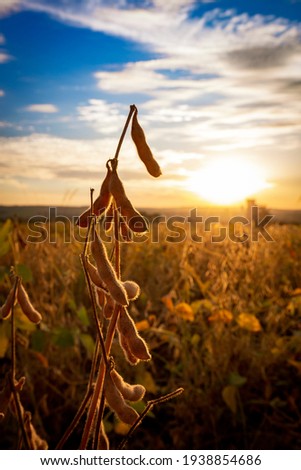 Soybean pod on the plantation at sunset. Agricultural macro photography.