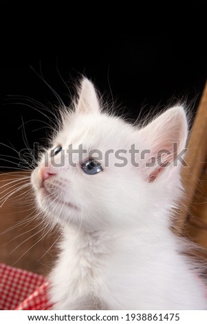 white kitten, close-up details of cat face and blue eyes, black background, selective focus.