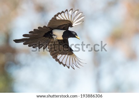 Yellow-billed Magpie Royalty-Free Stock Photo #193886306