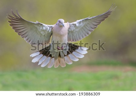 Dove in Flight Royalty-Free Stock Photo #193886309