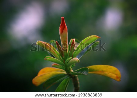 Adenium flower buds with bokeh background