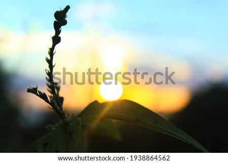 the sun sets on a leaf, a good image to use as a background or whatever.
