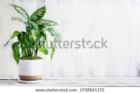 Dumb Cane, Dieffenbachia, a popular houseplant, over a rustic white farmhouse wood table with free space for text.