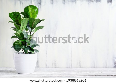 Potted Little Fiddle Leaf Fig, Ficus Lyrata Bambino, a popular houseplant, over a rustic white farmhouse wood table with free space for text.