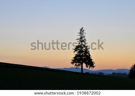 Beautiful twilight sky and pine tree silhouette
