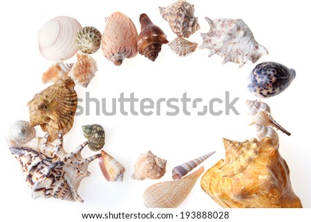 frame made of many sea shells