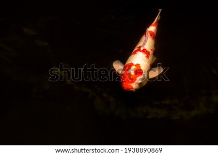 An image of a carp swimming relaxedly.