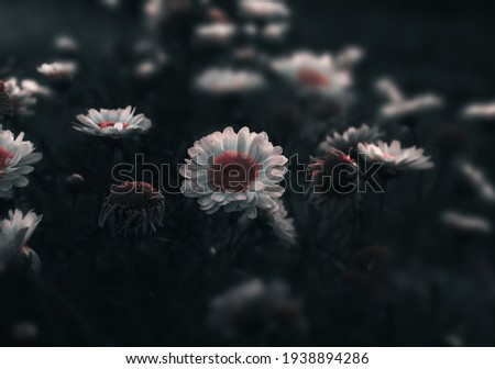Meadow of white daisy flowers with dark , moody colors . Close up of Daises blossom blooming in a field or garden with somber and scenic colors for floral design concept . Selective focus , Copy space Royalty-Free Stock Photo #1938894286