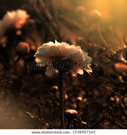 Silhouette of flower in Sunset , White daisy flowers in field or garden , Glowing soft focus 