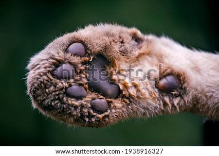 Paw of puma photographed in captivity in Goias. Midwest of Brazil. Cerrado Biome. Picture made in 2015.