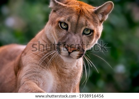 Puma photographed in captivity in Goias. Midwest of Brazil. Cerrado Biome. Picture made in 2015.