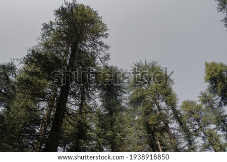 long deodar (himalayan cedar) trees and white background.