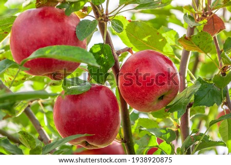 Apple trees in the garden with ripe red apples ready for harvest. Royalty-Free Stock Photo #1938920875