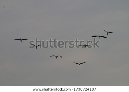 View of a flock of Painted Storks in flight