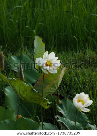 Vertical photo white lotus flowers (Nelumbo nucifera) blooming in the swamp. Lotus is the flower regular of Buddhism according to the history of Buddhism and is also one of the most popular flowers ar