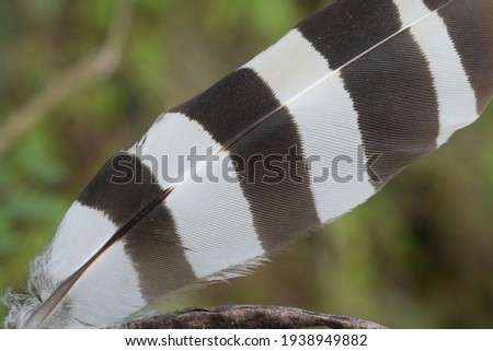 Black and bright white feather of bird 