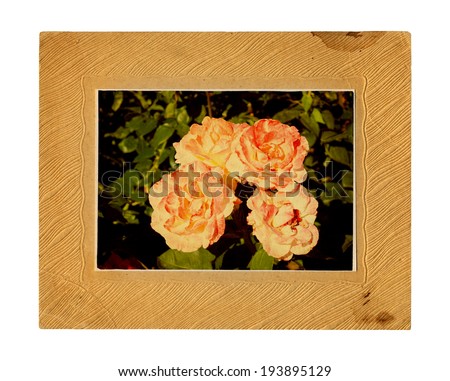 Old vintage card with a bouquet of beautiful pink roses on white isolated background.
