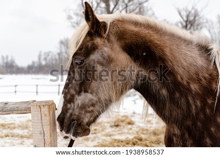 Portrait of a beautiful brown horse in winter. Snowy weather.
