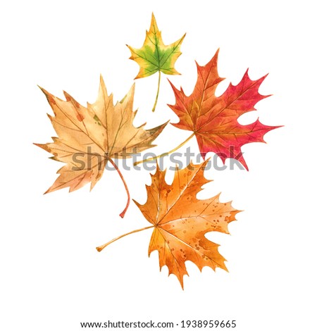 Beautiful autumn set with watercolor hand drawn colorful maple leaves. Stock illustration.