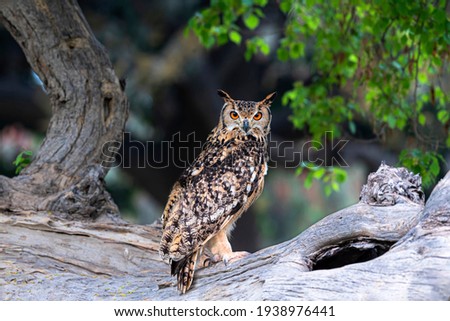 The Eurasian eagle-owl is a species of eagle-owl that resides in much of Eurasia. It is also called the European eagle-owl and in Europe, it is occasionally abbreviated to just the eagle-owl.