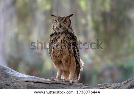 The Eurasian eagle-owl is a species of eagle-owl that resides in much of Eurasia. It is also called the European eagle-owl and in Europe, it is occasionally abbreviated to just the eagle-owl.