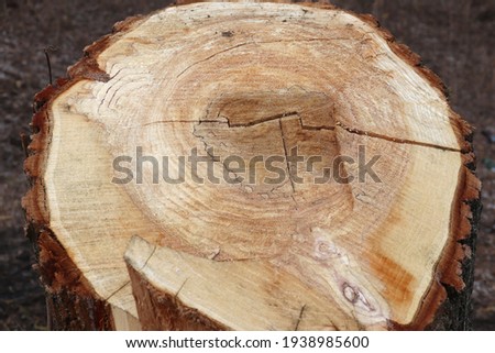 Freshly cut willow tree with annual rings. Close-up of round logs on blurred nature background. The texture of a fresh sawn wood with growth rings. Selective focus
